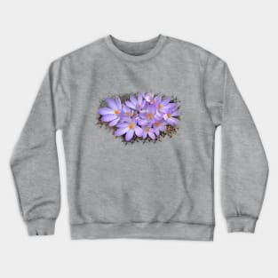 purple crocuses, crocus, spring flowers, bloom Crewneck Sweatshirt